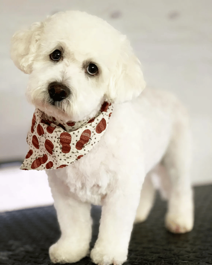 Jasper the poodle mix