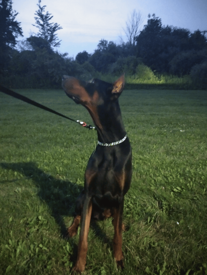 Time Out for a Walk!