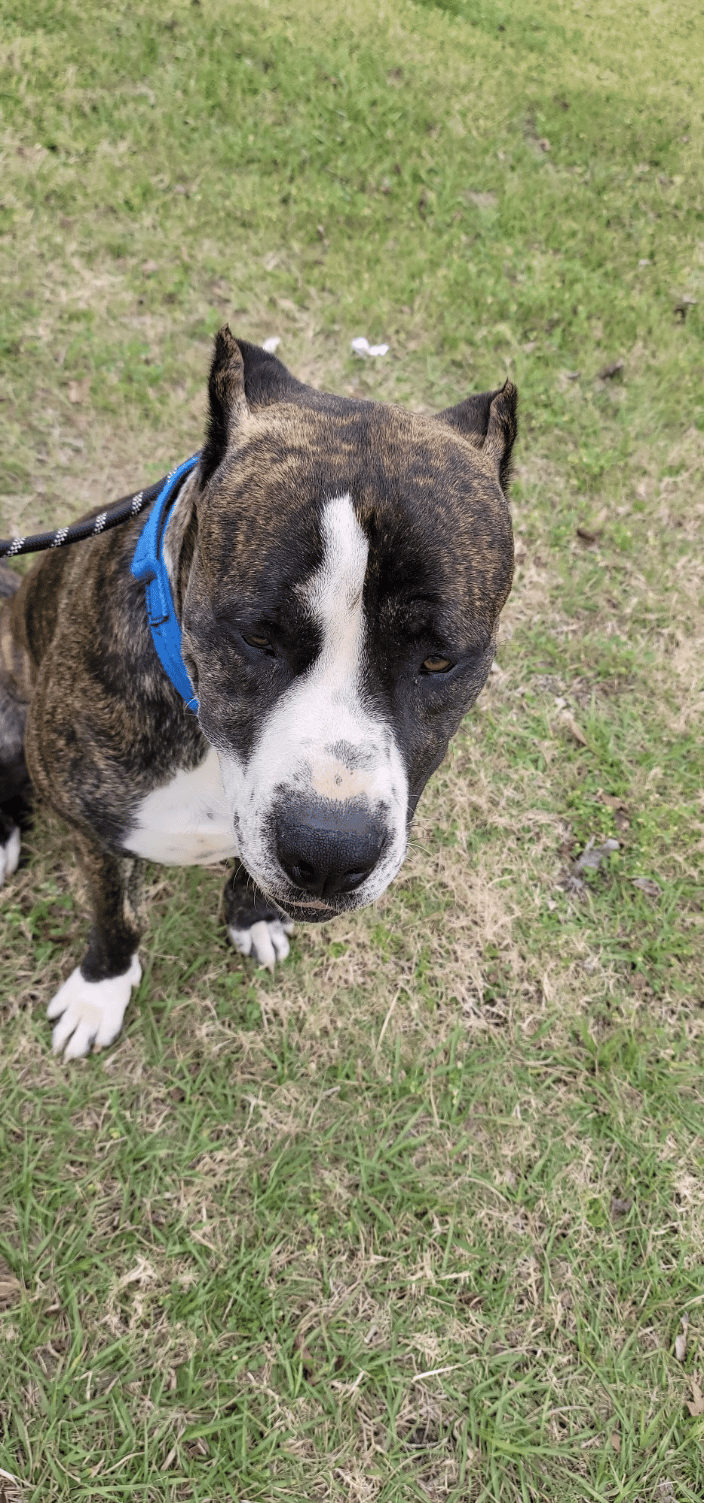 Animal Care Stops Are Important!