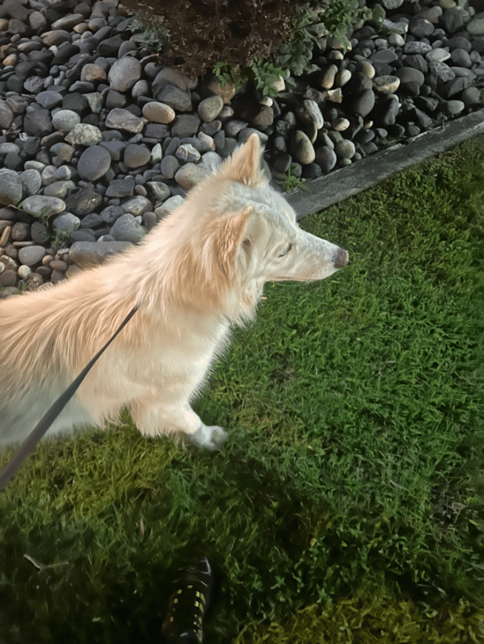 All Adult Dogs Take Walks Every 4 Hours!