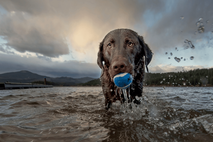 Little One, a service dog, having a play day in the lake.