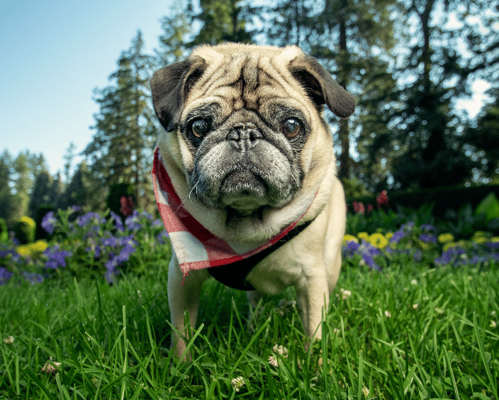 Thomas the pug having a picnic day