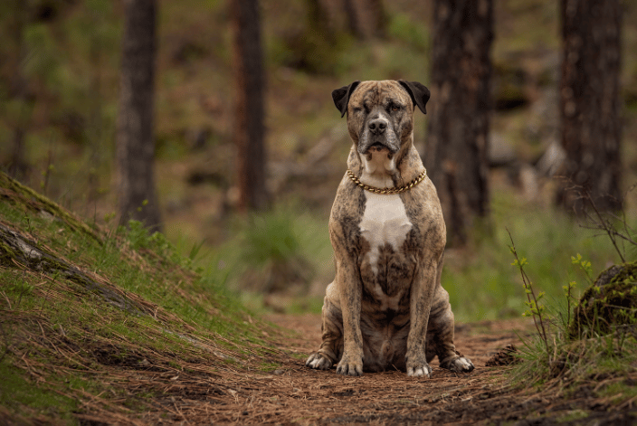 Maverick the mastiff mix having an adventure session