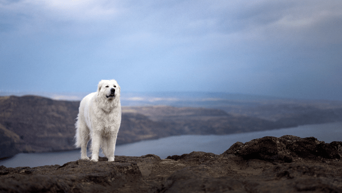 Bella at the overlook in Vantage, Washington