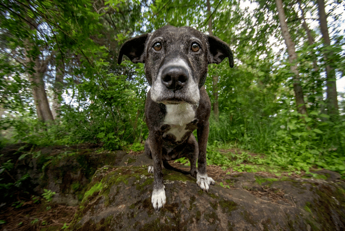 Curious Lola, a senior dog, during her adventure session