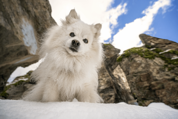 Miki, a senior miniature American Eskimo