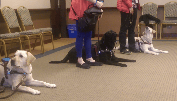 Guide dogs