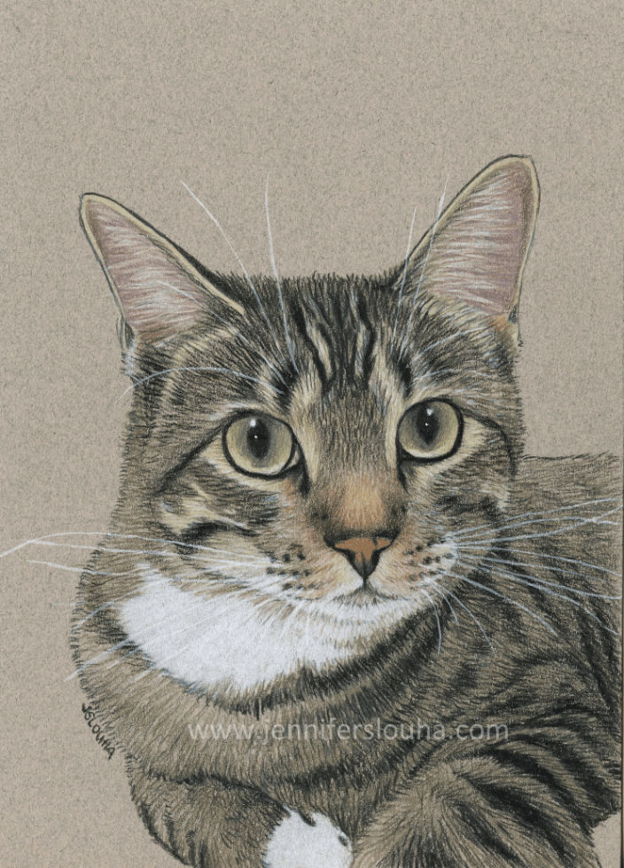 commissioned 5x7 inch colored pencil pet sketch