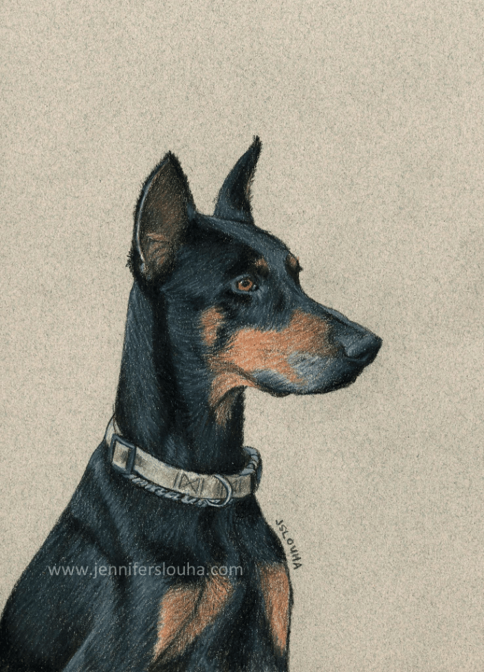 commissioned 5x7 inch colored pencil pet sketch