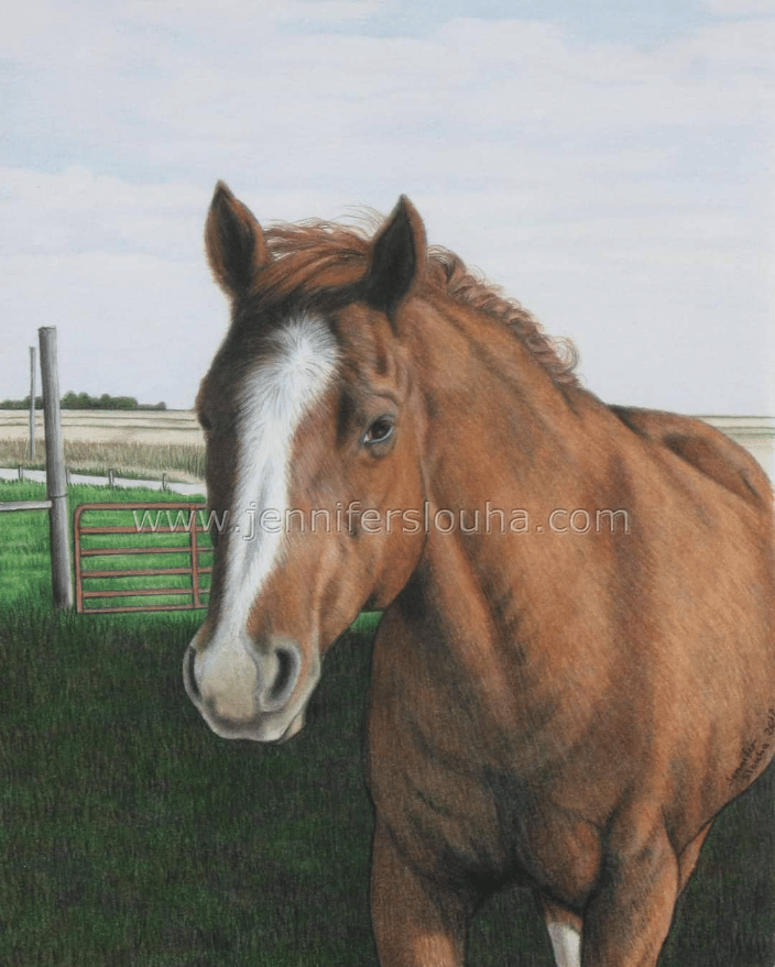 8x10 inch colored pencil horse portrait