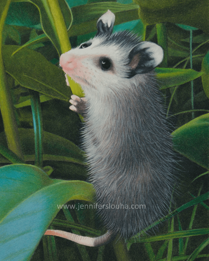 8x10 inch colored pencil rescue opossum portrait
