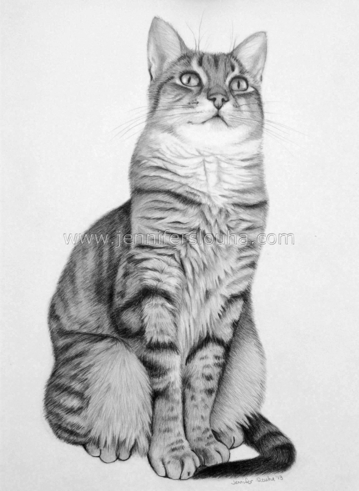 8x10 inch graphite pencil cat portrait