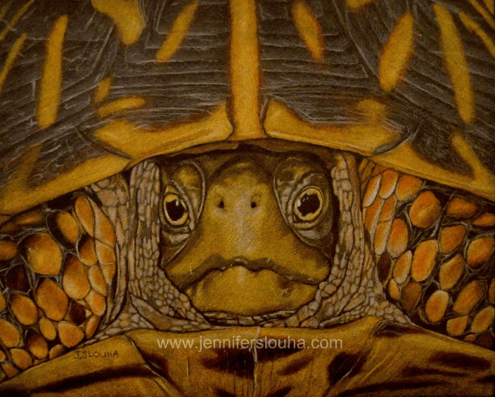 8x10 inch colored pencil turtle portrait
