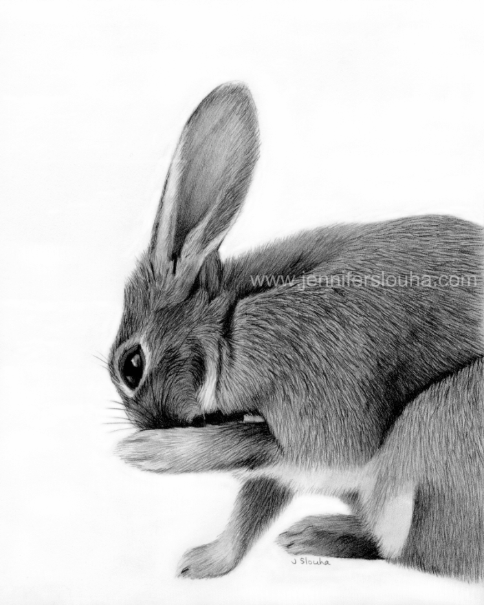 8x10 inch graphite pencil rabbit portrait