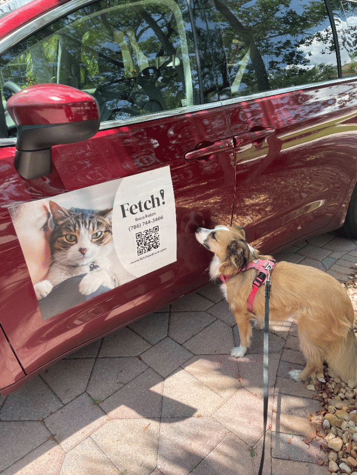 Pet taxi
