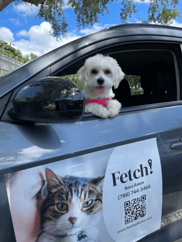 Pet transportation