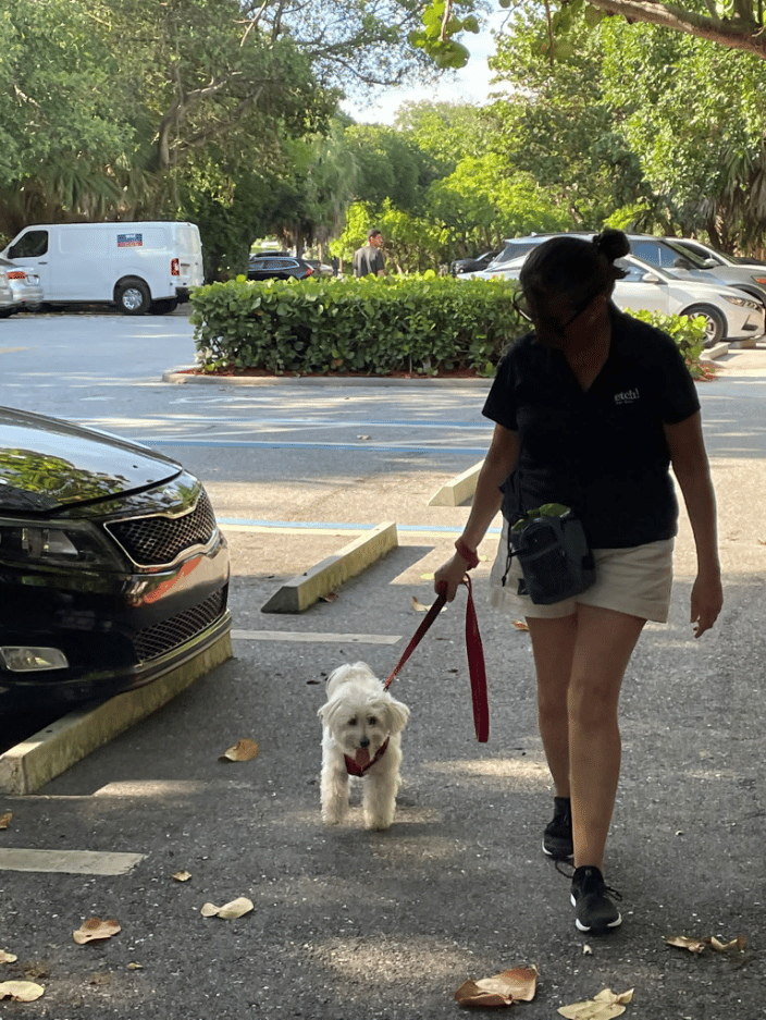 Dog walking