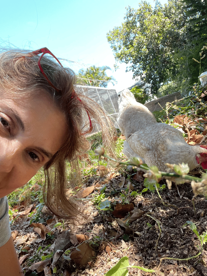 Pet sitting a chicken