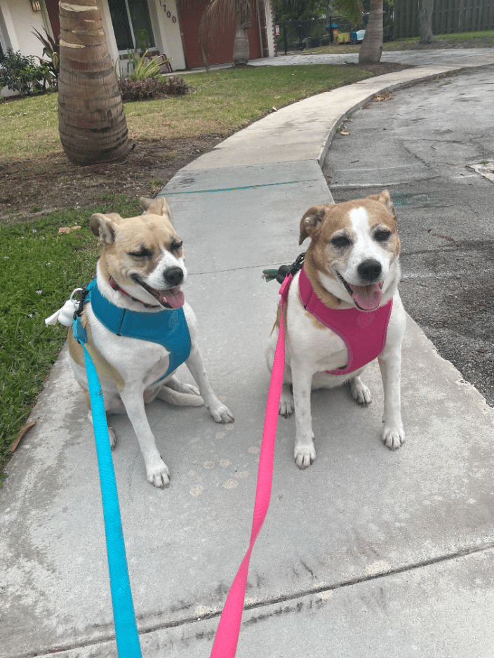 Dog walking two sisters dogs