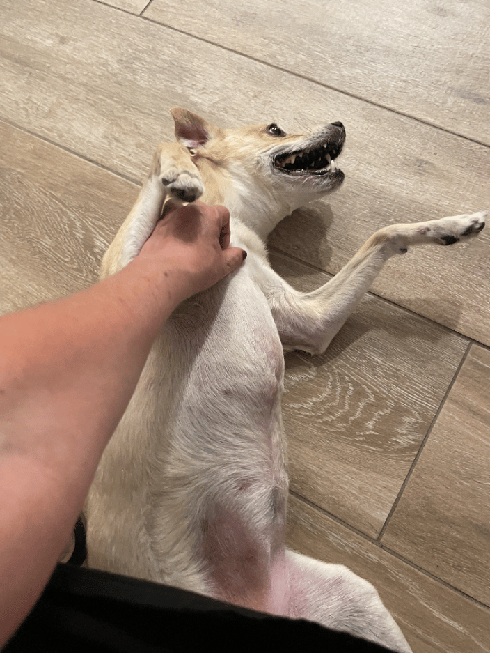 Pet sitting a dog in her own house