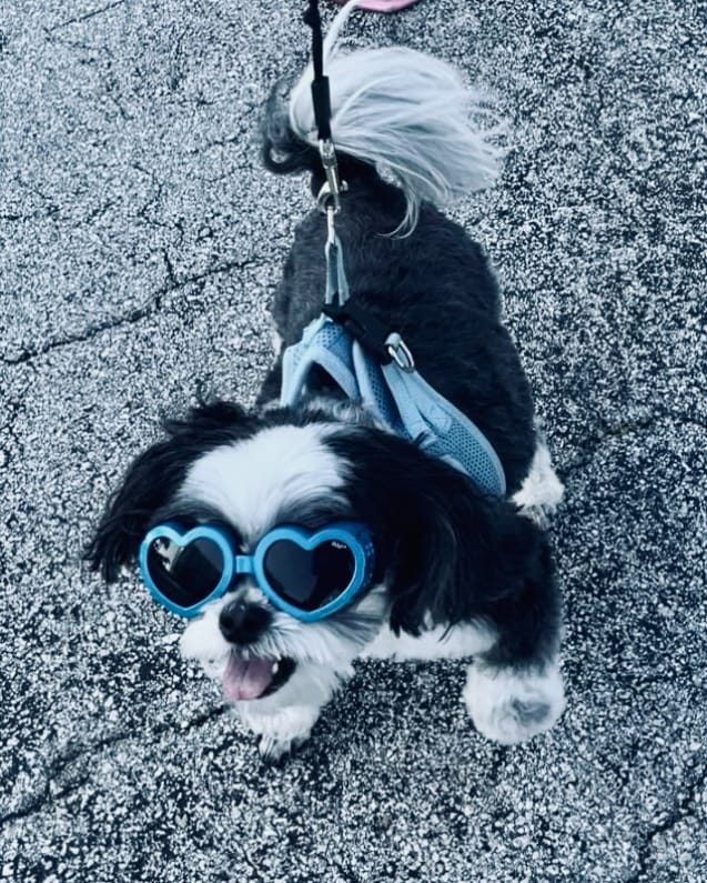Our client dog with glasses
