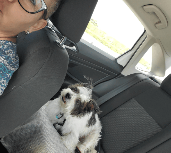 Dog's transportation to the groomer