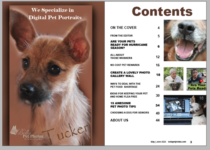 Contents Page Bella Pet Photos Magazine