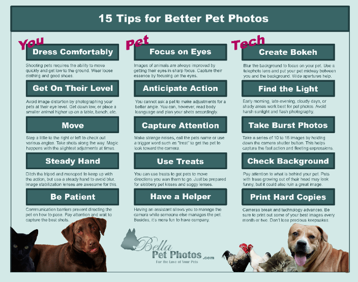 Pet Photography Tips