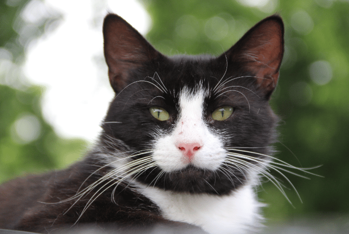 Cat Photo