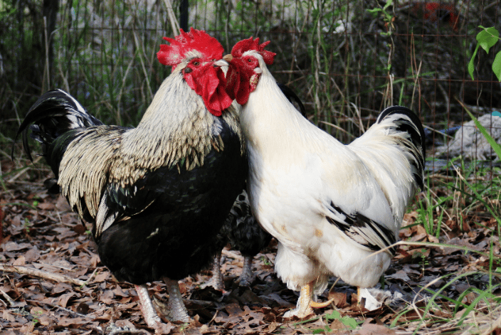 Chickens.