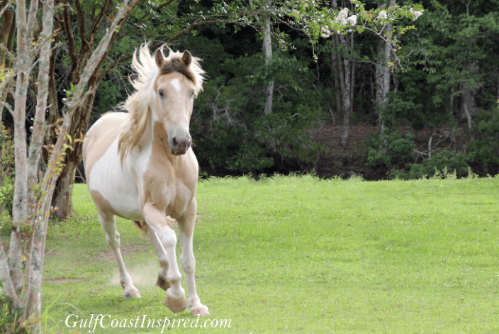 Galloping Horse