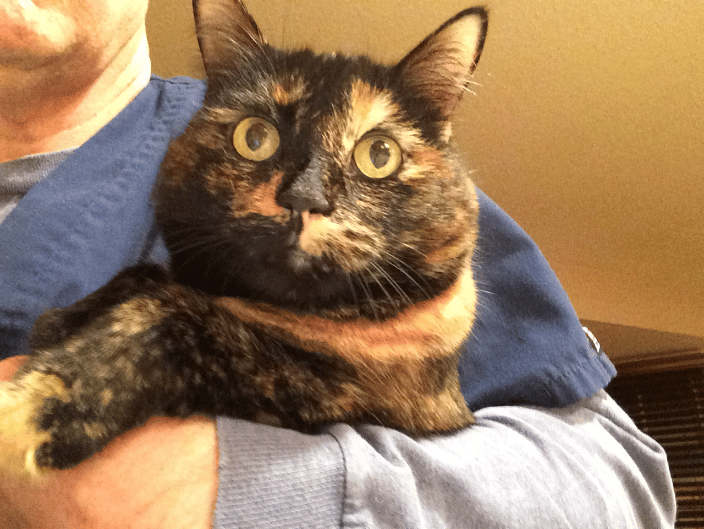 Our lovely cat care client Elphie
