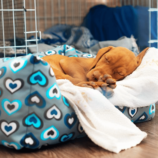 Sleepy pup during overnight care