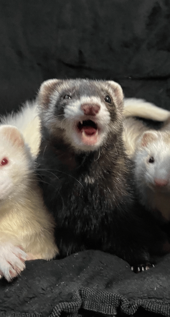 We love our slinky Ferret kitts!