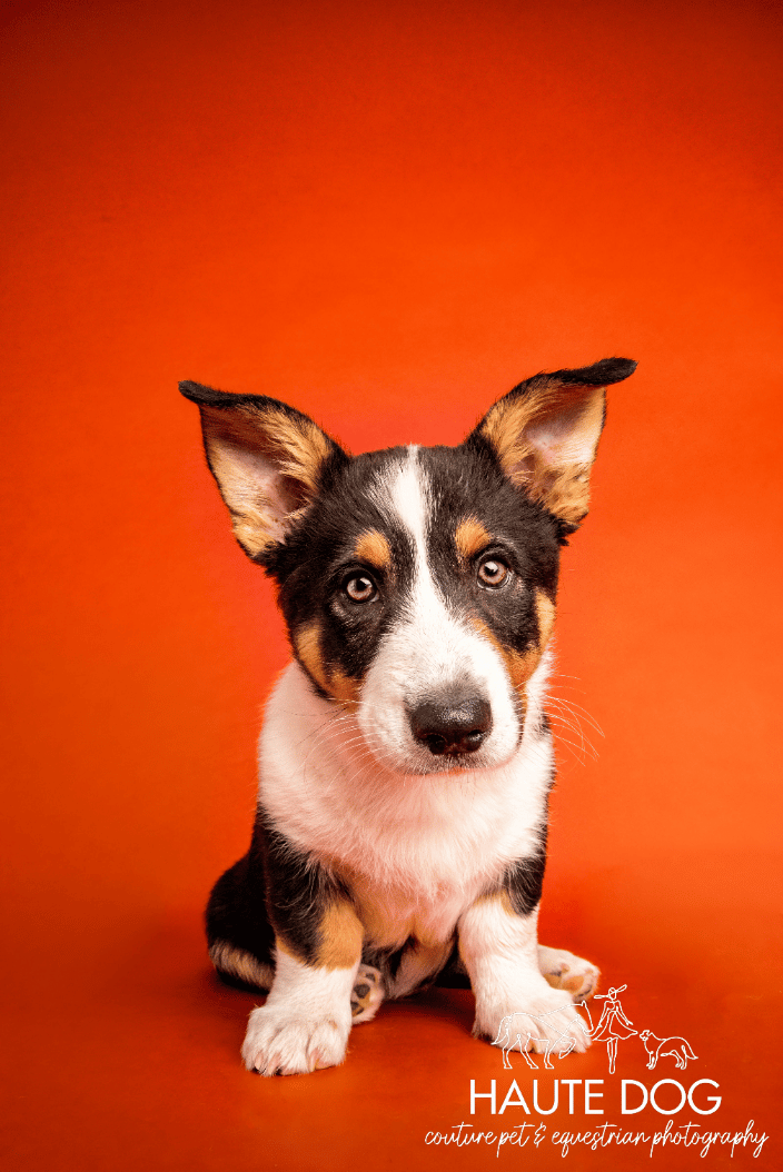 Corgi puppy on orange background