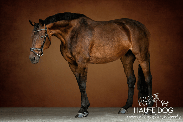 Warmblood horse on a warm orange background