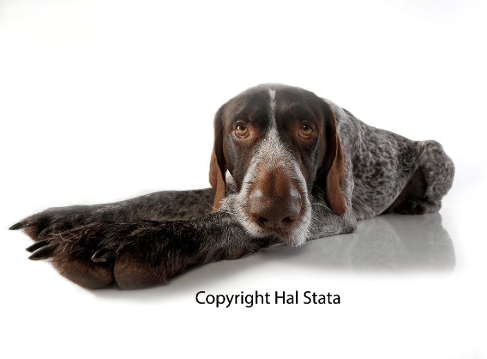 Grizz: German Wired haired pointer.