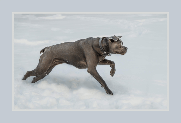 Cane Corso in the snow