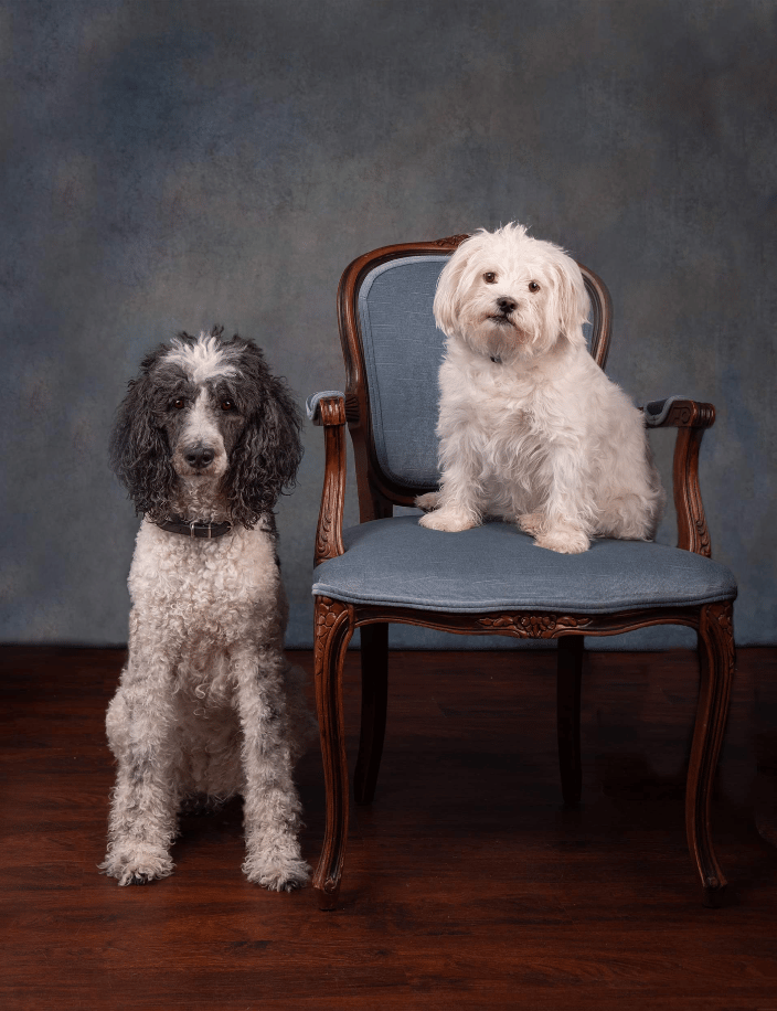 Standard Terrier and white small rescue studio portrait