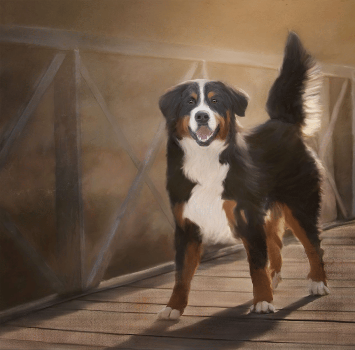 Bernese Mountain dog puppy 