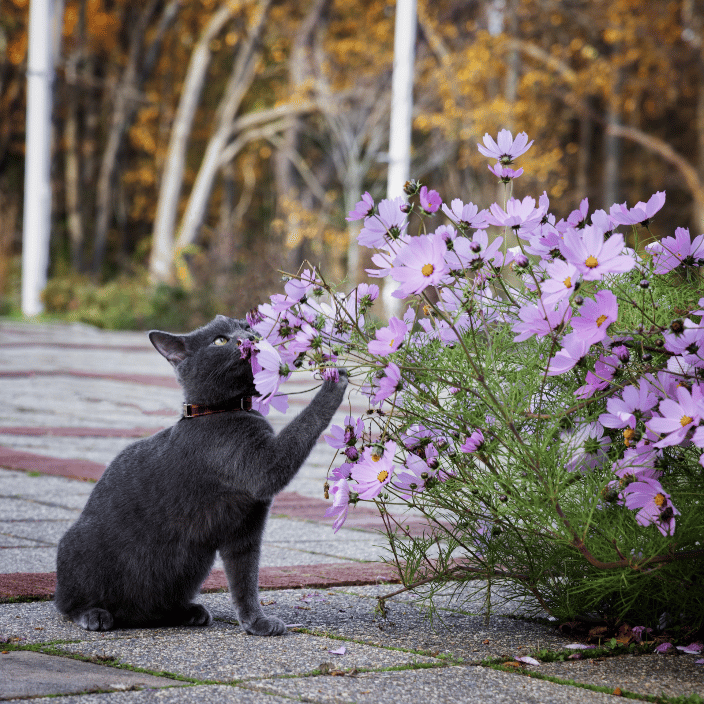 Grey kitten smelling a flower