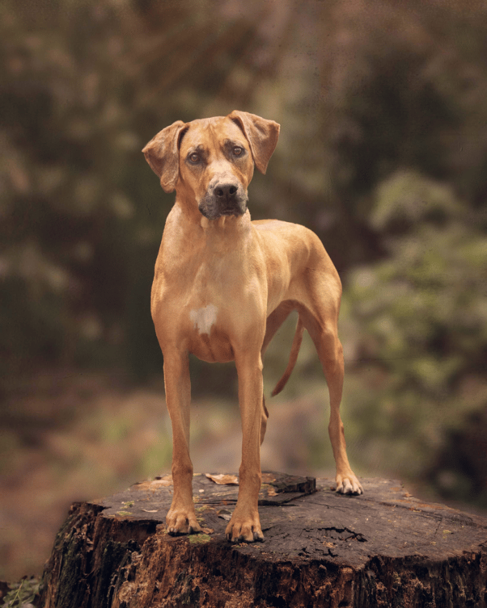 Rhodesian Ridgeback on a stump