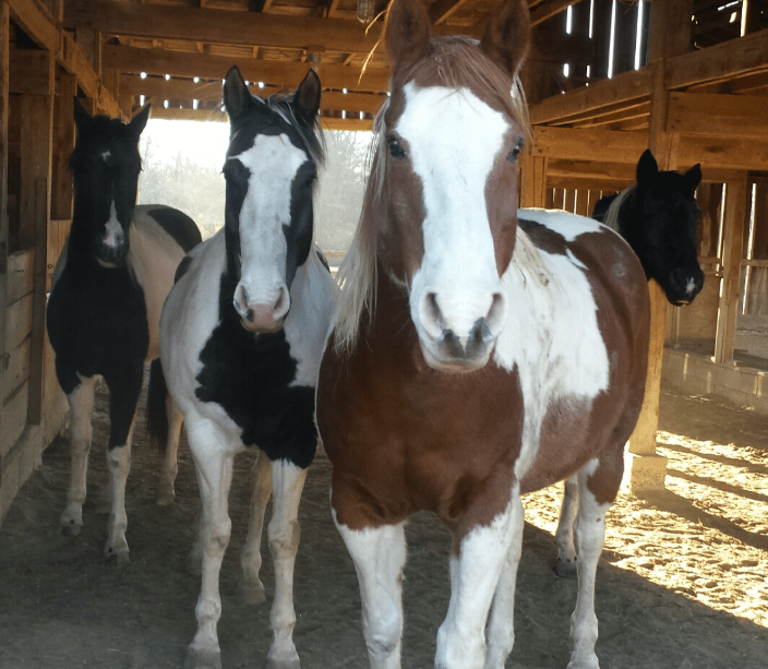 "Got carrots?"