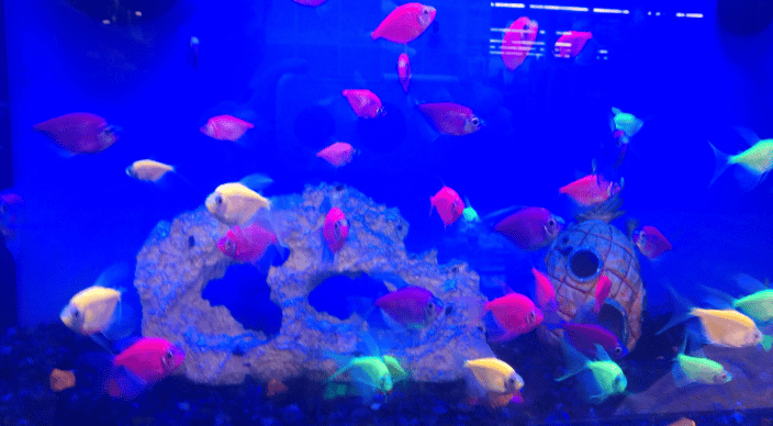 Pretty fish