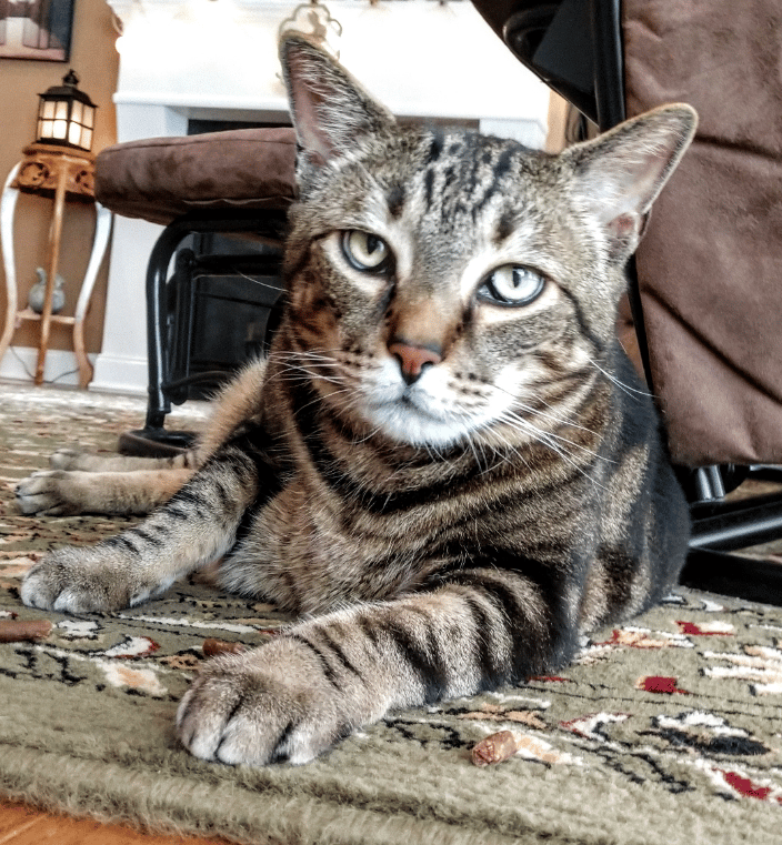 'Got treats?"