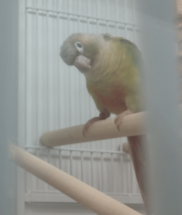 Peek-a-boo