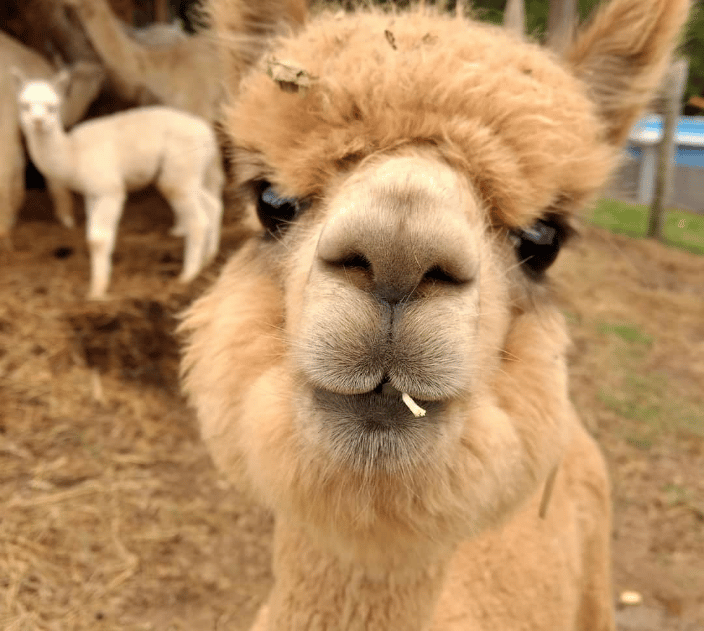 "I promise not to spit...." said no alpaca EVER!