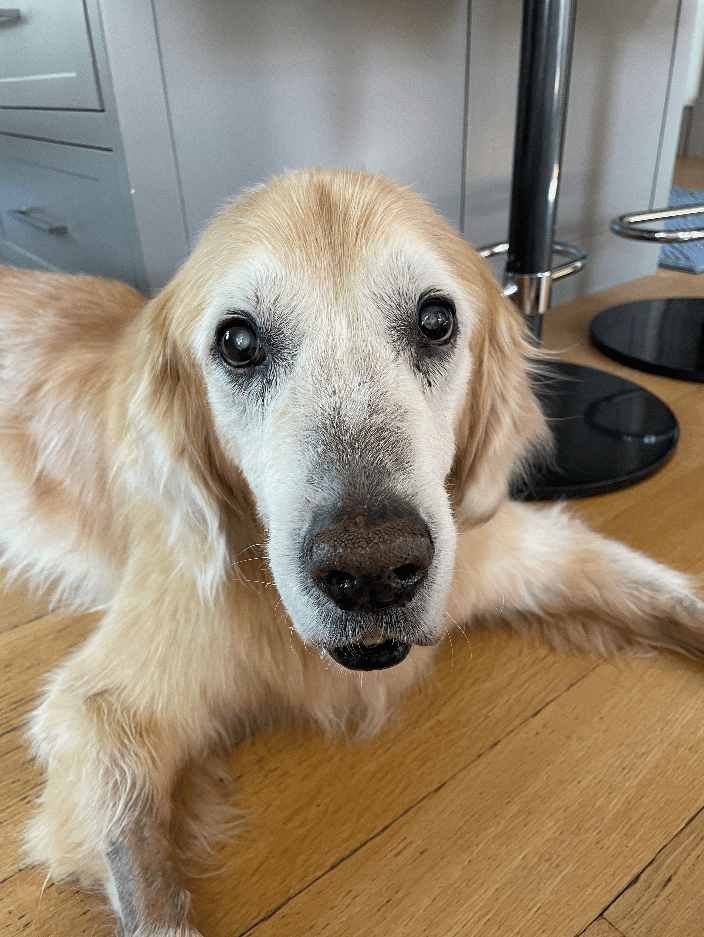 Leo - weekly massages for arthritis