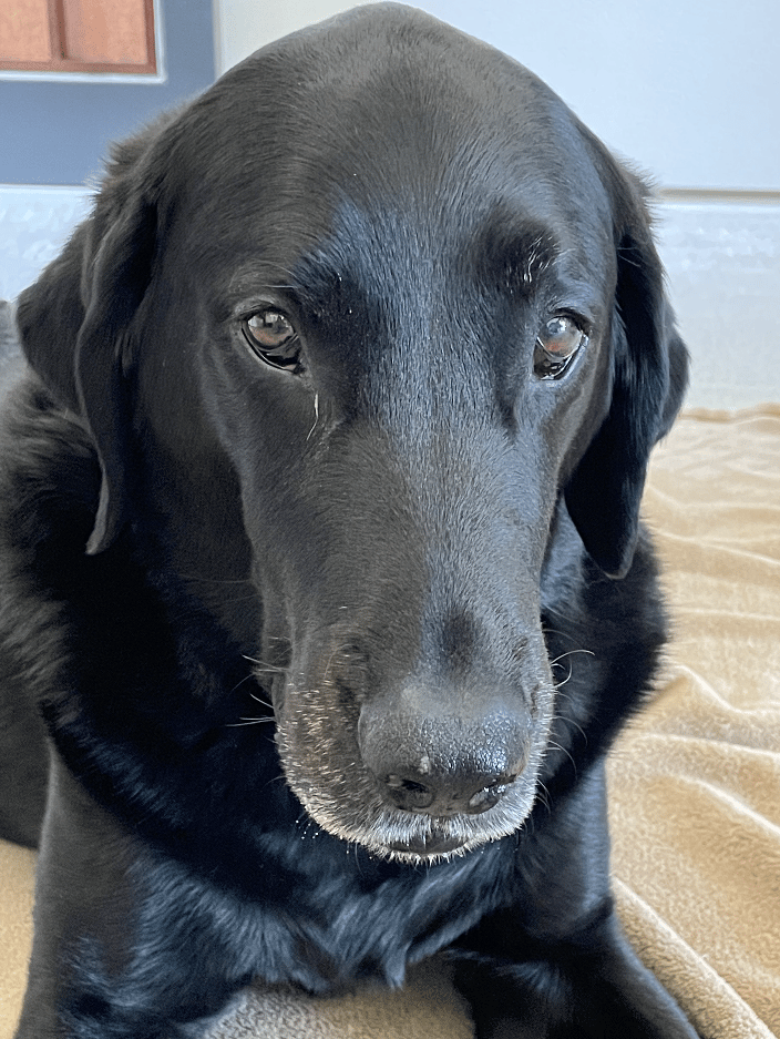 Billie - weekly massages for hip dysplasia 