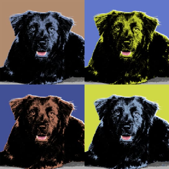 dog pop art canvas